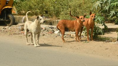 7-month-old mauled to death by stray dogs in Bhopal; police exhume body for postmortem
