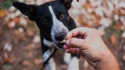 Dog biting your hand for treats? Try this trainer’s one simple solution