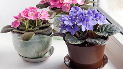 African violets care guide – 5 expert tips to keep this vibrant houseplant blooming