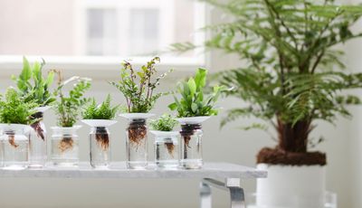 I've Just Discovered This Hundred-Year Old Idea for Bringing Plants Into Your Home — and It's Surprisingly Low Maintenance