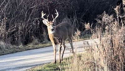 Chicago outdoors: Orland buck standing his ground and a slew of fish gatherings