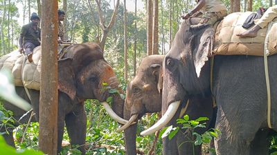 Elephant operation: Tusker captured at Nallur, Alur taluk