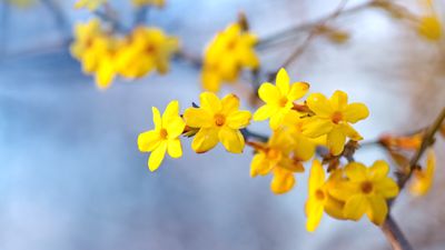 How to grow winter jasmine – and brighten up your garden in the darker months of the year