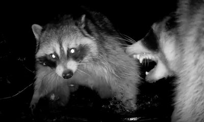Raccoon fight caught on home trail camera; ‘not a usual occurrence’