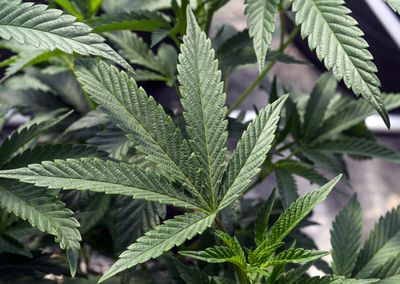 FDA and NIDA recommend reclassifying marijuana to Schedule 3 substance