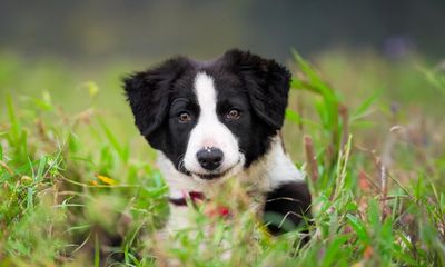 Muster Dogs returns – with border collies instead of kelpies: ‘It’s like comparing Holdens to Fords’