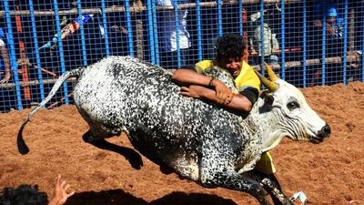 Avaniyapuram jallikattu: Only bull owners, tamers carrying passes issued by district administration would be allowed, says Madurai Police