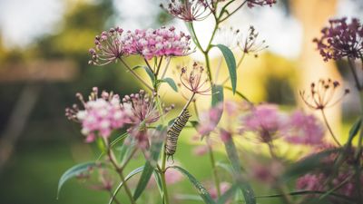 What is native planting? Our expert guide to understanding this vital gardening trend