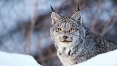 What is a Canada lynx? And should you be afraid of them?