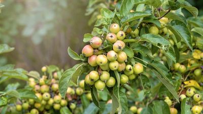 When to prune crabapple trees to keep them in top condition