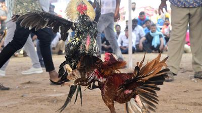 Ban goes unheeded as rooster fights get huge patronage in villages on Day 1 of Sankranti festivities in Andhra Pradesh
