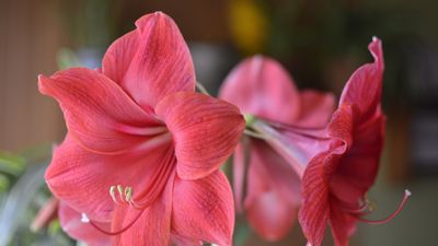 When to cut back amaryllis leaves – for plants that will regrow the following year