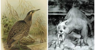 Swamp 'creature' and strange noises sparked bunyip tales at Hexham