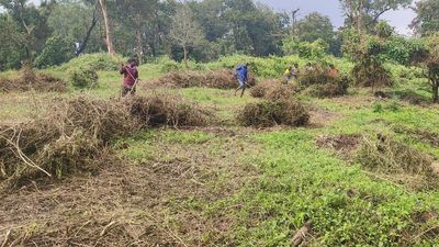 Saplings of native trees replace invasive species in Anamalai Tiger Reserve’s core areas