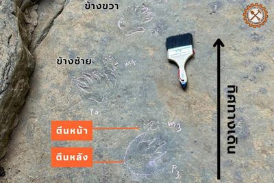Dinosaur track find could be a first for Thailand