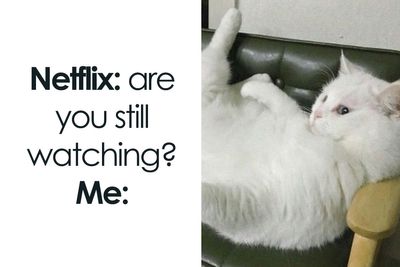 35 Times Animal Pics Were Just Perfect For Memes
