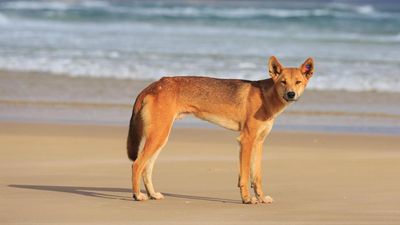 Man bitten by dingo in another attack on popular island
