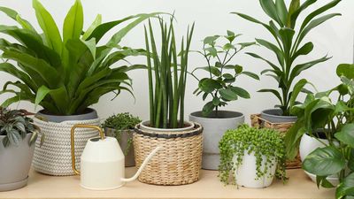 Should you fertilize houseplants in winter? The experts advise