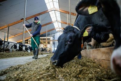 Struggles Of Family Farms Fuel German Discontent