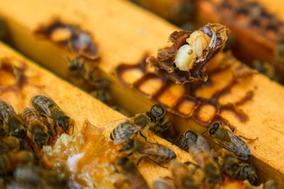 Experts explain mysterious mass death of three million bees at California sanctuary