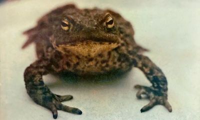 The pet I’ll never forget: Touchwood the toad, with his terrifying eyebrows and glamorous lifestyle