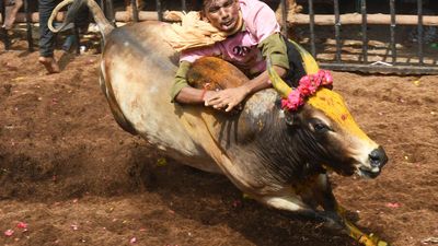 In Pics | Jallikattu season begins in Tamil Nadu
