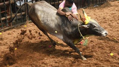 Avaniapuram Jallikattu ends largely incident-free in Madurai; best bull-tamer walks with a new car as prize