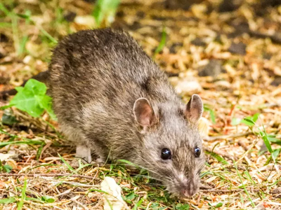 New York celebrates progress in city’s ‘war on rats’