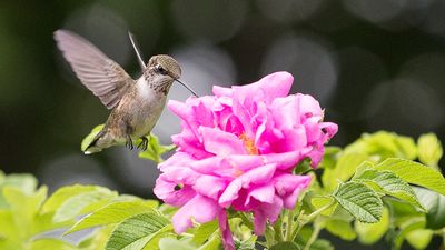 6 ways birds can benefit your backyard – and boost your wellbeing