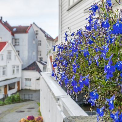 The Scandi window box is the chic minimalist planting trend to try this winter