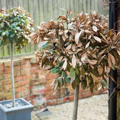 Experts reveal why your bay tree leaves are turning brown – and how to fix it