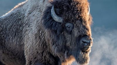 Huge bison sheds a single tear in wildlife photographer's beautiful video