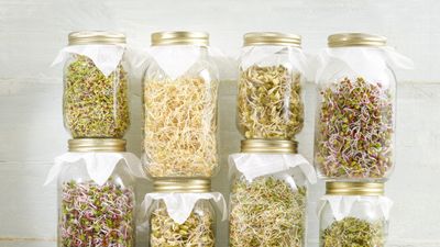 Grow your own beansprouts in just 5 days – expert tips for a quick harvest