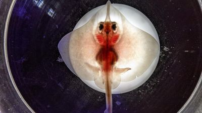 Endangered ancient fish die in captive breeding program