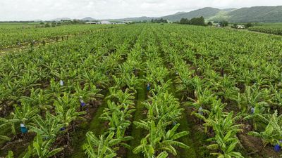 Banana farmers seek retail support after flooding, rain