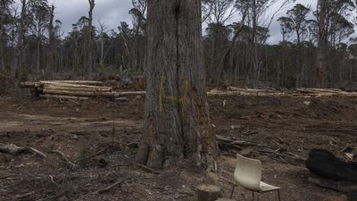Loggers assaulted environmentalists in NSW forest