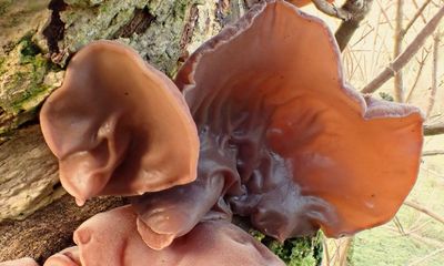 Country diary: A velvety fungus that shows names matter