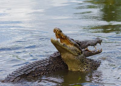 Nine-Year-Old Boy In Critical Condition After Being Attacked By Crocodile