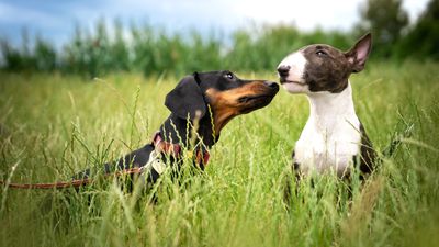 One common mistake dog owners make when socializing their adolescent pup, and what to do instead