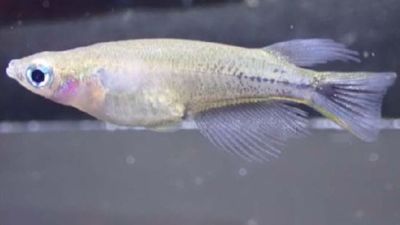 Color-changing fish turns black with rage when provoked