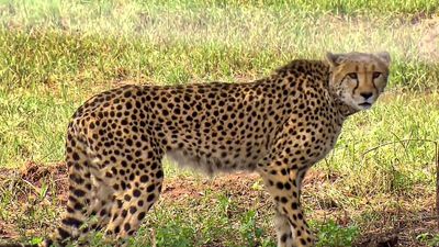 One more cheetah dies in Kuno, 13 of original 20 remain