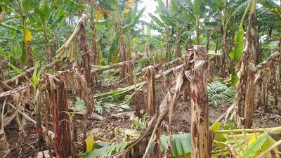 Coimbatore farmers demand immediate measures to control crop damage by wild boars