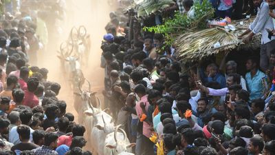 Sankranti spirit peaks at ‘Pasuvula Panduga’ in Andhra Pradesh