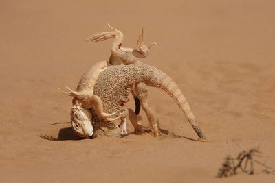 The Winners Of The 2023 Close-Up Photographer Of The Year Awards Have Just Been Revealed (33 Pics)