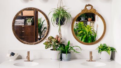 5 things you should know before adding houseplants to your bathroom