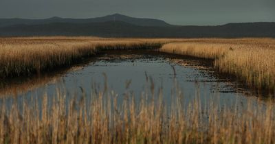 Hunter Wetland's beauty is hiding in plain sight