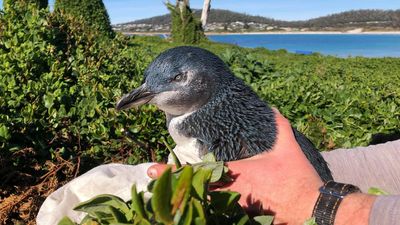 Toxic chemicals found in little penguin colonies