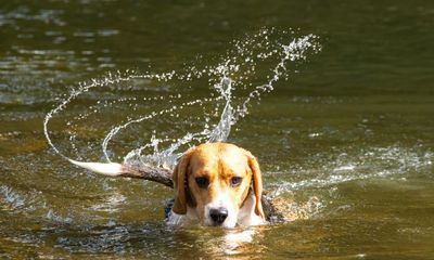 Dogs may wag their tails so much due to rhythm-loving humans, scientists say