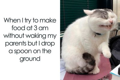 50 Animal Pics That Fit Perfectly Into Memes