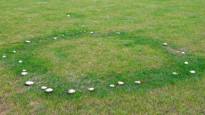 How to deal with fairy rings on lawns – simple, pro ways to get rid of the issue